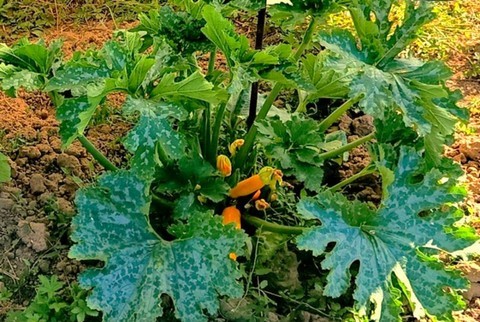 Productions horticoles