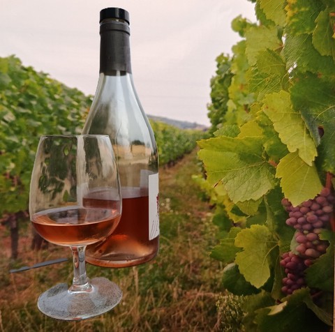 Viticulture oenologie